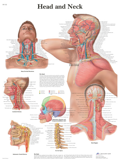 human anatomy. It also shows the anatomy of a