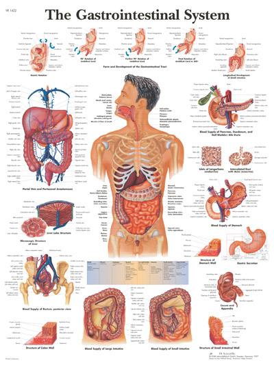 anatomy charts image