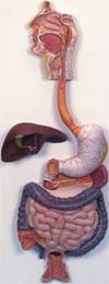 Human Liver Model