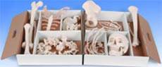 Half Skeleton Disarticulated Model
