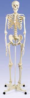 Female Pelvis Model