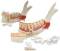 11 Part Half Lower Jaw Anatomy Model