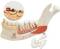 19 Part Advanced Half Lower Jaw Diseased Teeth Model