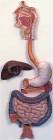 2 Part Anatomical Model Digestive System