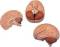 2 Part Brain Anatomy Model