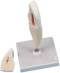2 Part Lower Incisor Anatomy Model