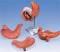 3 Part Stomach Anatomy Model