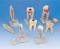 5 Piece Classic Tooth Anatomical Models