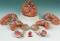 9 Part Brain with Arteries Anatomical Model