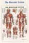 002ANAMM-Anatomical Charts