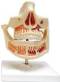 Adult Dentures Anatomical Model