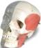 Bonelike 8 Part Combined Transparent Skull