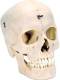 Bonelike Human 6 Part Skull