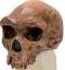 Broken Hill or Kabwe Anthropological Skull