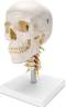 Classic 4 Part Skull on Cervical Spine
