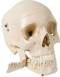 Classic 4 Part Skull w/ Teeth Extraction