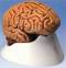 Classic 5 Part Medical Anatomy Brain