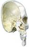 Classic 4 Part Bonelike Half Skull Model