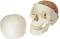 Classic 8 Piece Skull w/  Brain