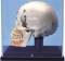 Deluxe Demonstration Skull w/ Display Case