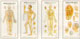111SMHMM-Acupuncture Wall Chart Set