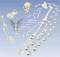 Human Disarticulated Full Skeleton Model