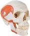 Masticatory Muscles Two Part Skull