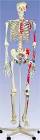The Muscle Skeleton with Pelvic Mounted Roller Stand