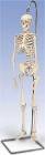 Mini Hanging Skeleton