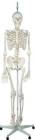 Physiological Skeleton with Hanging Roller Stand