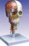 Seven Part Diadactic Deluxe Skull