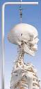 The Standard Human Skeleton with Hanging Roller Stand