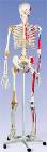 The Super Skeleton with Pelvic Roller Stand