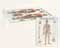 CSM670ANAMM-3 D Anatomical Charts