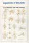 280ANAMM-Anatomical Charts