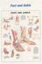 402ANAMM-Anatomical Charts