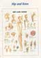 Anatomical Charts