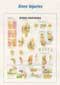 Anatomical Charts