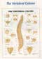 312ANAMM-Anatomical Charts
