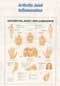 Anatomical Charts