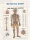 Anatomical Charts