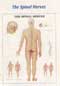 Anatomical Charts