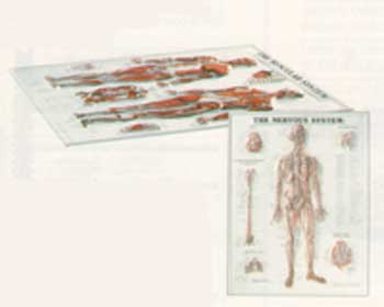 CSM670ANAMM-3 D Anatomical Charts