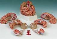 3D Human Brain Models Anatomy & Anatomical Brain Model