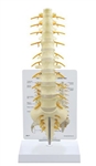 Human Spine Anatomy Models